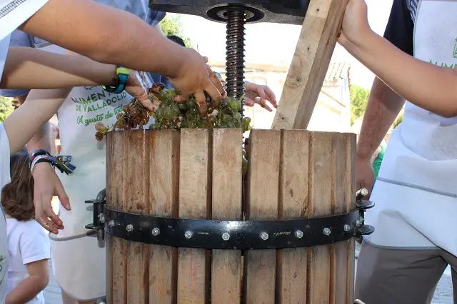 Los m&aacute;s peque&ntilde;os presan las primeras uvas de la vendimia de La Seca | Valladolid Plural