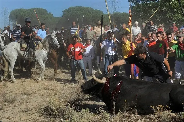 Celebraci&oacute;n del Toro de la Vega en Tordesillas | Fuente: PACMA