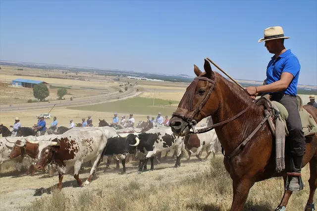 Recorrido de la V Feria de la Trashumancia en Portillo | Valladolid Plural