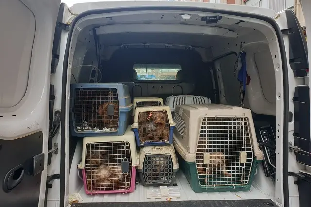 Fuente: Polic&iacute;a Municipal de Valladolid