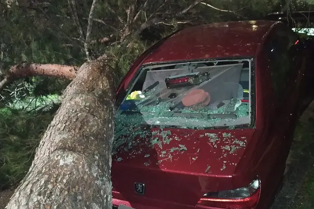 Ca&iacute;da de un &aacute;rbol sobre un coche estacionado en Valladolid | Fuente: Polic&iacute;a Municipal