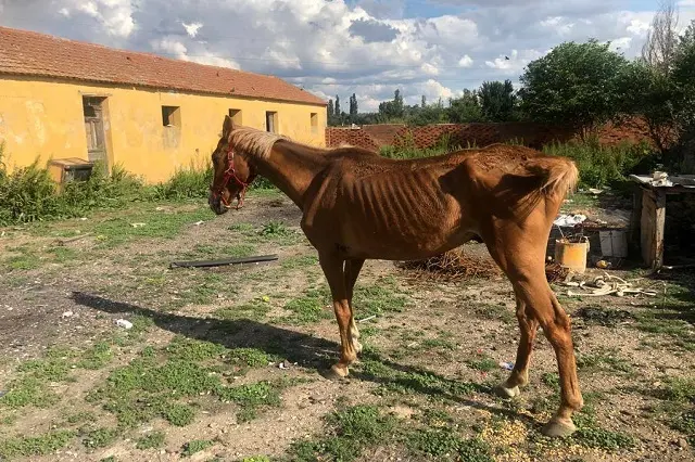 Fuente: Polic&iacute;a Municipal de Valladolid