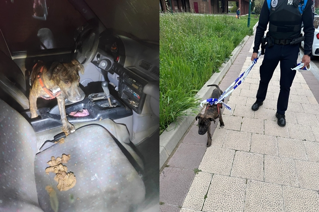 Fuente: Polic&iacute;a Municipal de Valladolid