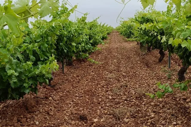 Fuente: Ayuntamiento de La Seca