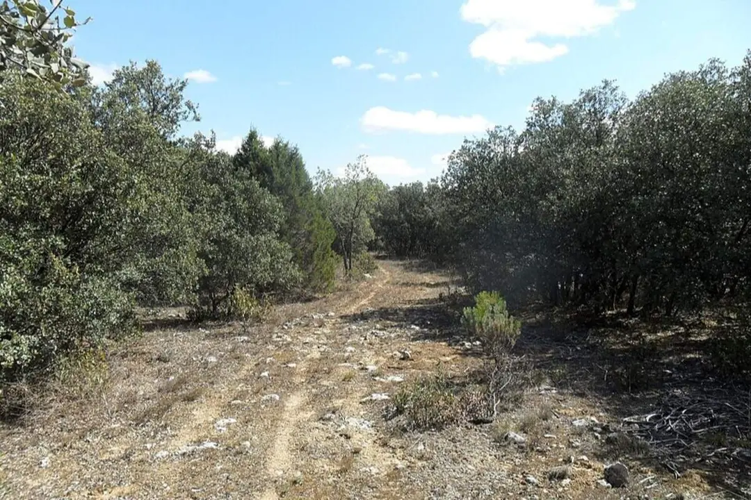 Monte Carrascal Quintanilla de Onesimo provincia de Valladolid matrimonio perdido setas