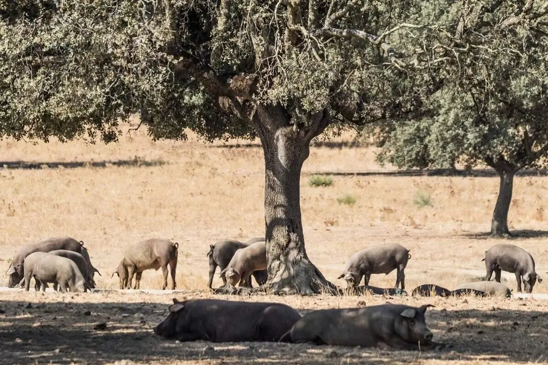 Cerdos comiendo campo Castilla y Leon sector porcino ganaderia
