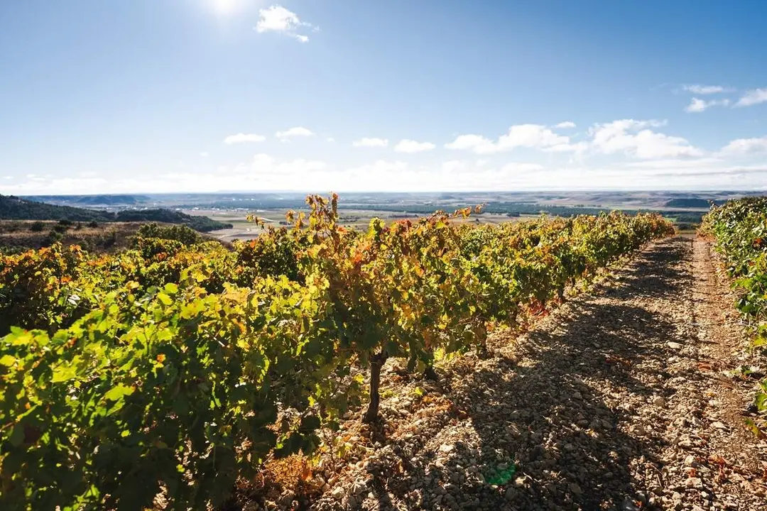 Vinedos Milla de Oro del Vino bodegas turismo provincia Valladolid