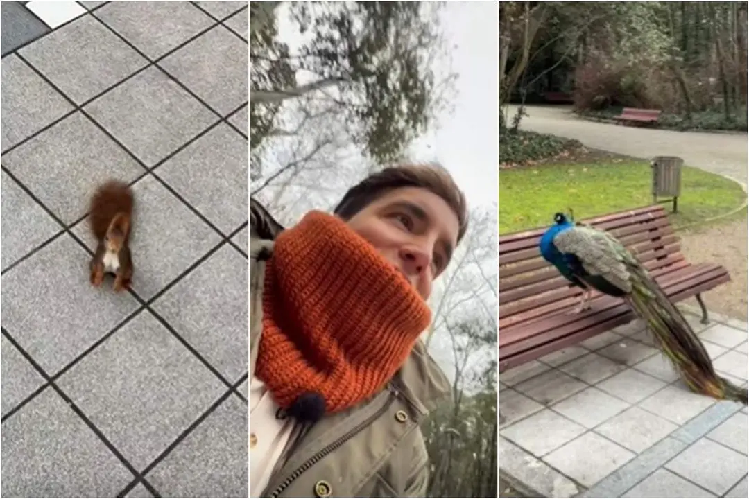 Video Xuso Jones ardillas pavos reales Campo Grande Valladolid