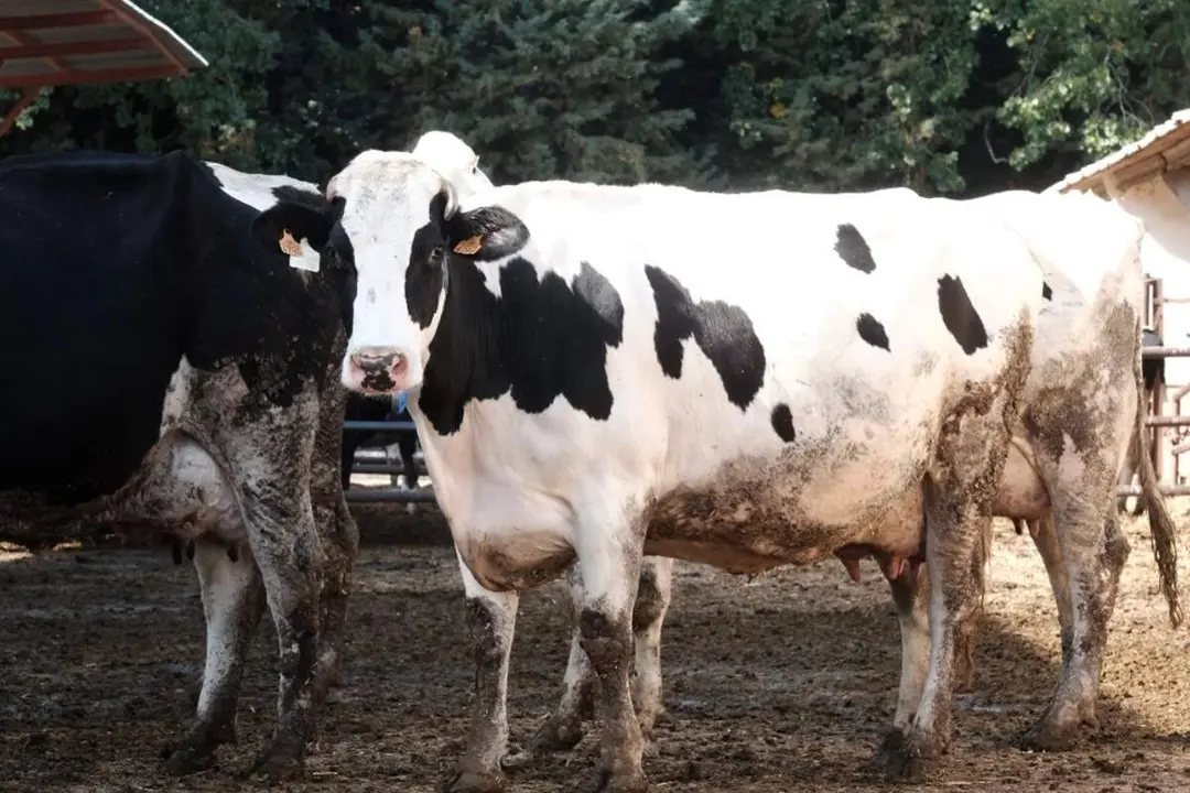 Vacas ganaderia animales granja Castilla y Leon sector primario
