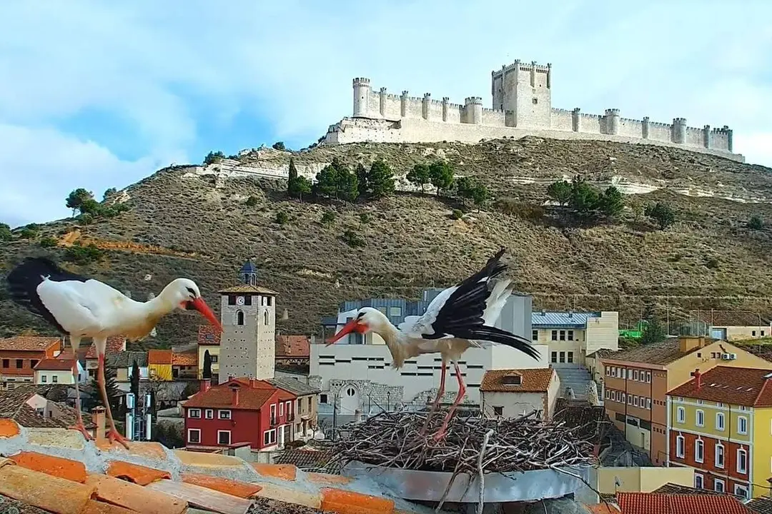 Camara en directo Ciguenas vistas Castillo Penafiel
