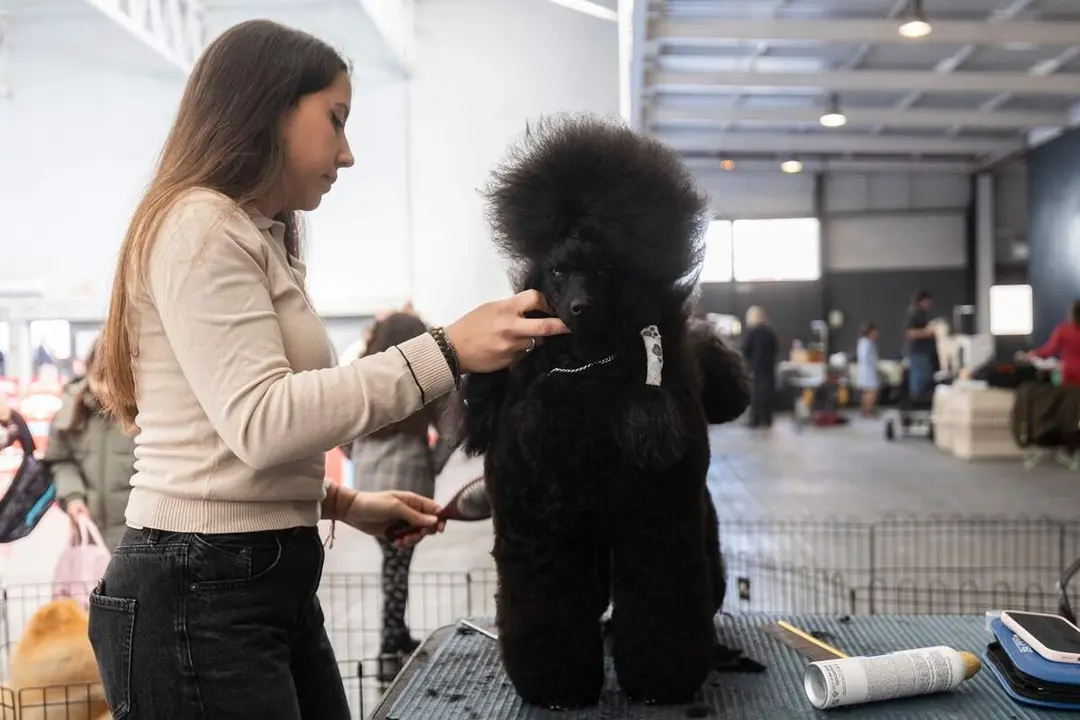 Caniche negro razas internacionales curiosas Fimascota 2026 Feria Valladolid