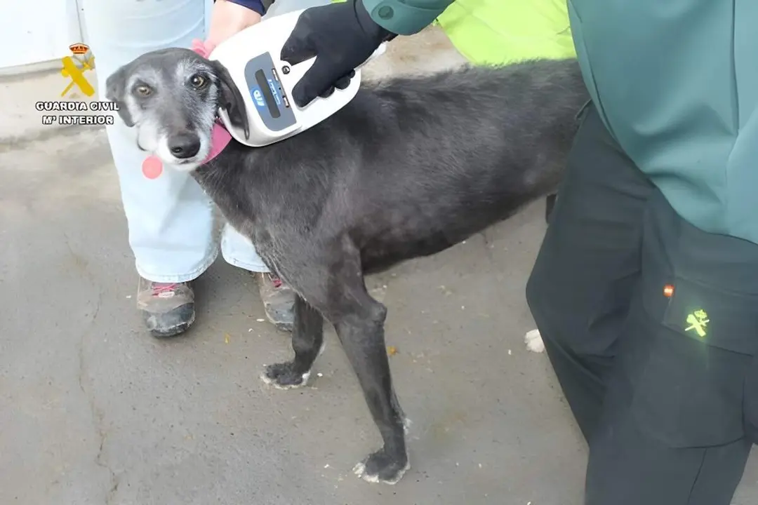 Irregularidades microchips galgos veterinario Valladolid Guardia Civil