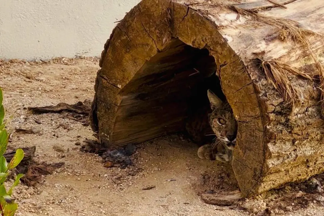 Nuevas mudas cuarentena lince iberico Centro Recuperacion Animales Silvestres Valladolid jcyl
