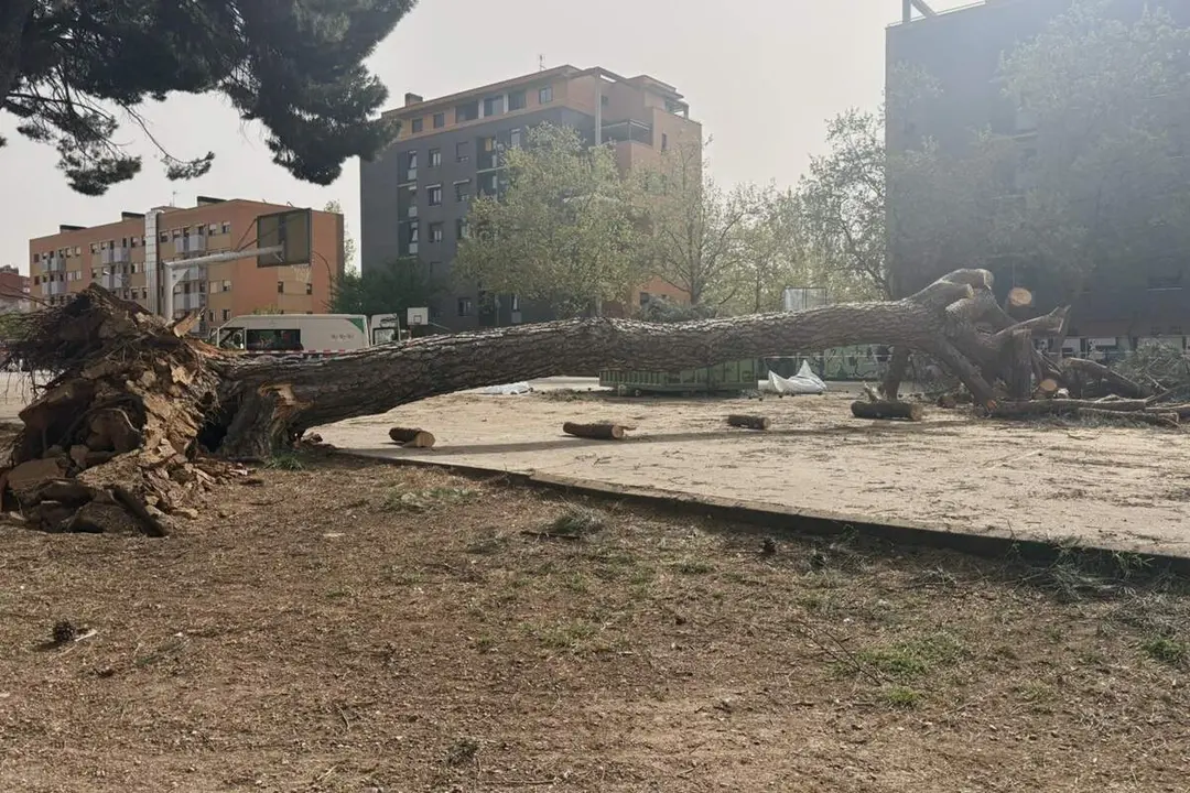 Caida pino grandes dimensiones patio colegio Alonso Berruguete Valladolid