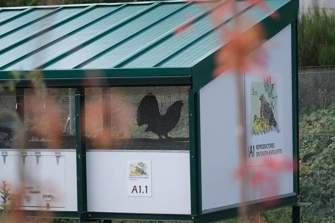 Centro Cria Urogallo Cantabrico finca de Valsemana provincia Leon naturaleza jcyl