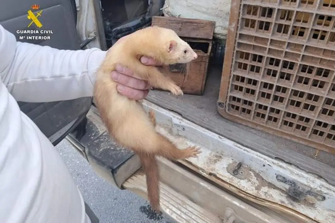 Guardia Civil huron conejos vivos coto de caza Fresno el Viejo