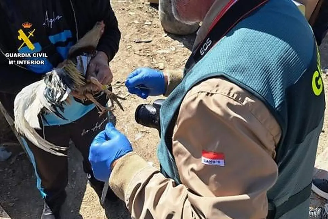 Maltrato animal criadero gallos crestas mutiladas Guardia Civil Valladolid