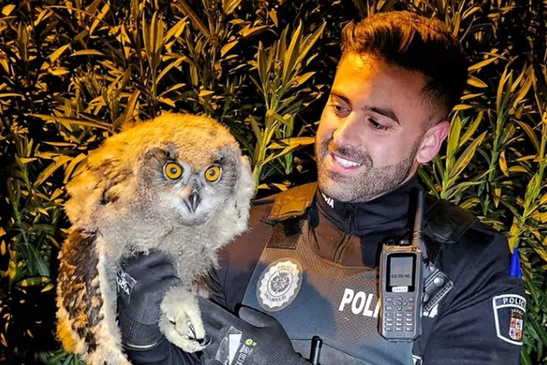 Buho real herido rescate agente Policia Municipal Valladolid