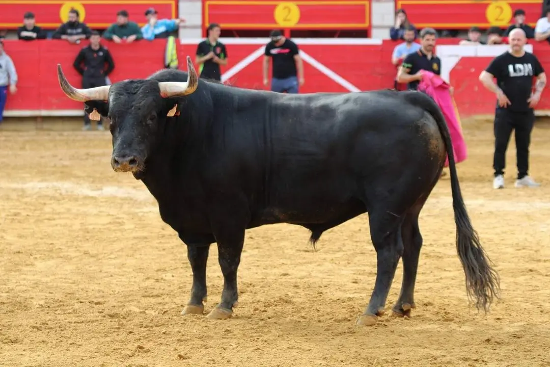 Capea Plaza de toros Fiestas Laguna de Duero cornada cortador Julio Upegui pronostico grave