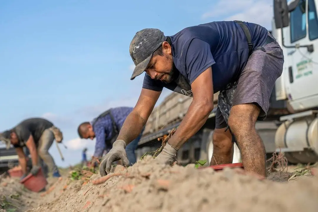 Inmigrantes trabajo campo agricultura provincia Valladolid