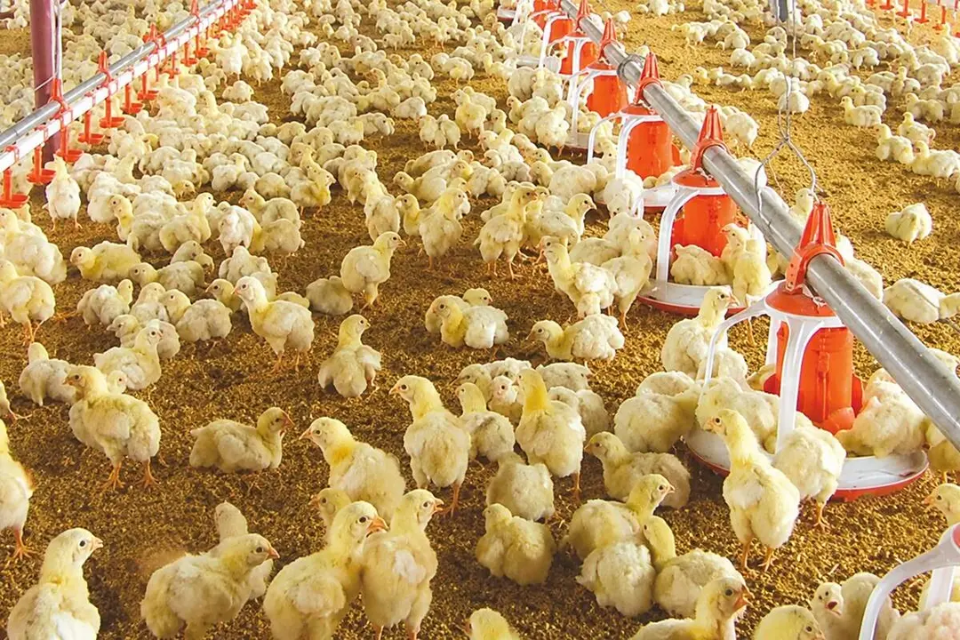 Granja pollos engorde enfermedad Newcastle nuevos focos provincia Valladolid