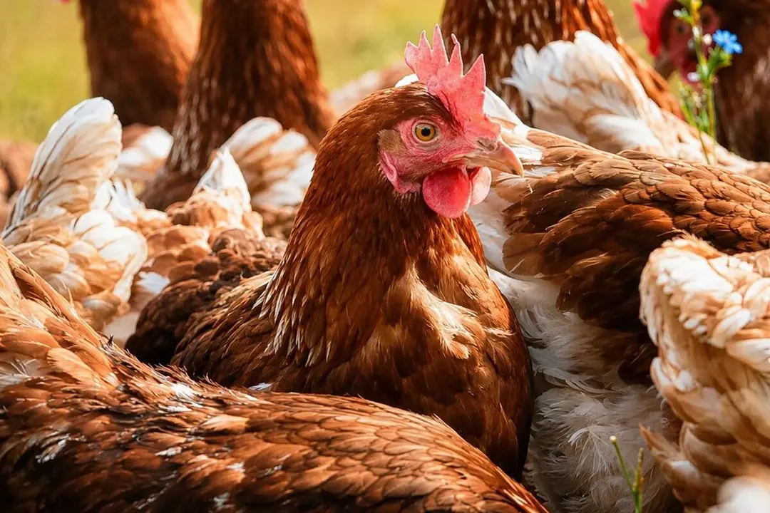 Granja avicola gallinas Olmedo provincia Valladolid enfermedad Newcastle