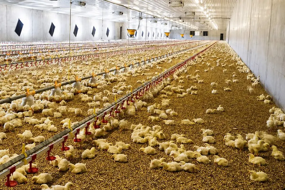 Pollos granja avicola interior explotacion medio rural provincia Valladolid