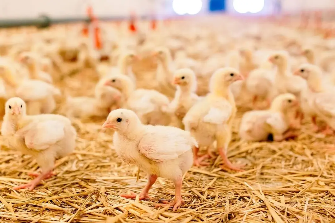 Pollitas de recria granja nuevos focos enfermedad de Newcastle provincia Valladolid