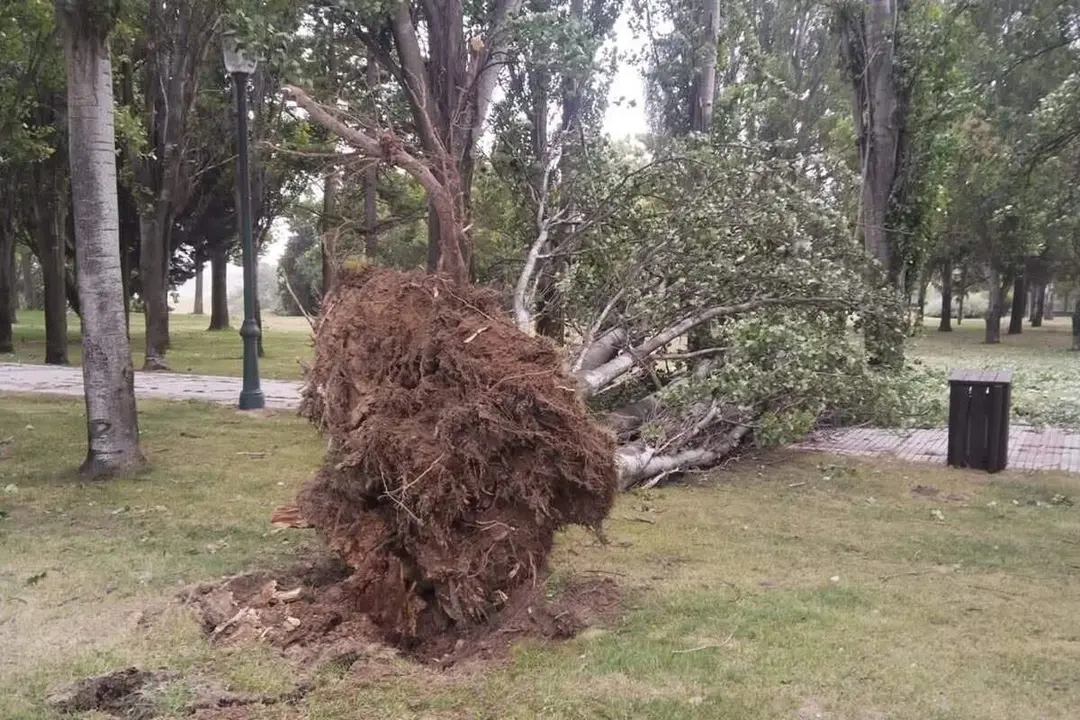 Caida arbol grandes dimensiones parque Santovenia de Pisuerga consecuencias fuerte tormenta viento
