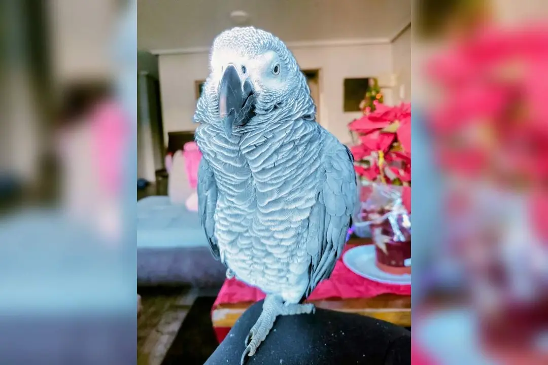 Desaparecido loro Paco alerta familia afectada Siete Iglesias de Trabancos provincia Valladolid