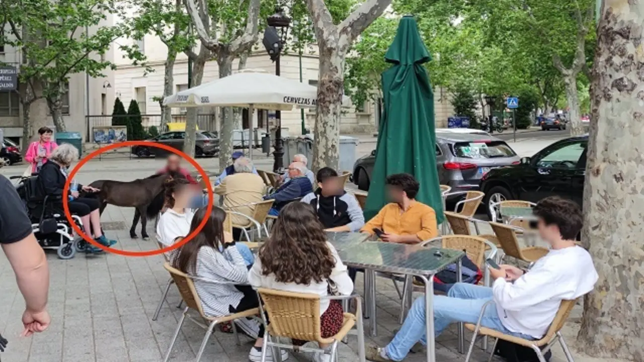 Un poni en la terraza de un bar de Valladolid | Fuente: Javier &Aacute;lvarez