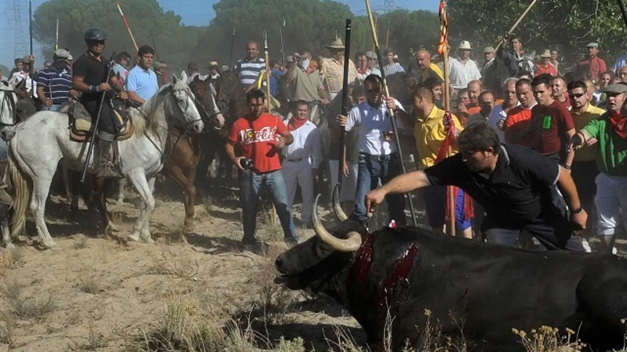 Celebraci&oacute;n del Toro de la Vega en Tordesillas | Fuente: PACMA