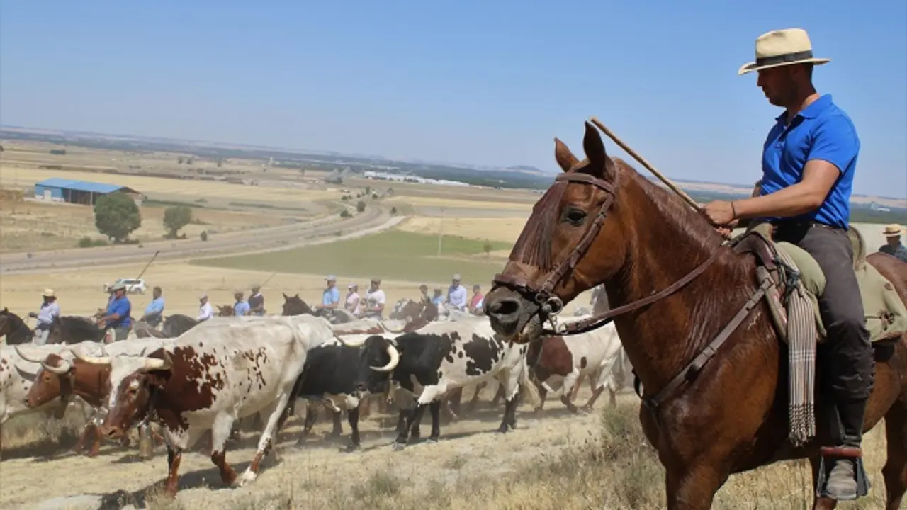 Recorrido de la V Feria de la Trashumancia en Portillo | Valladolid Plural