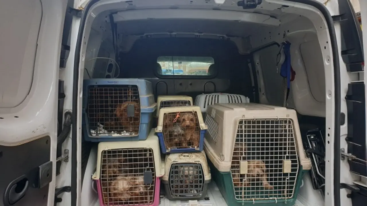 Fuente: Polic&iacute;a Municipal de Valladolid