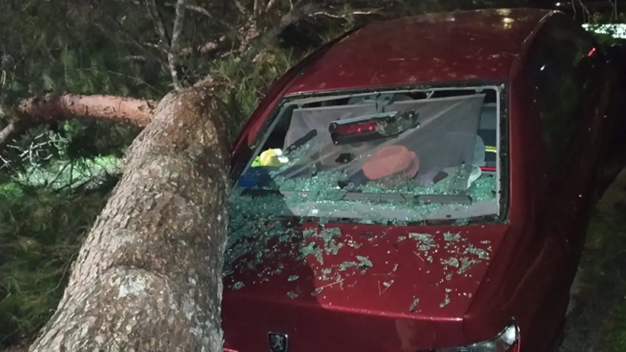 Ca&iacute;da de un &aacute;rbol sobre un coche estacionado en Valladolid | Fuente: Polic&iacute;a Municipal