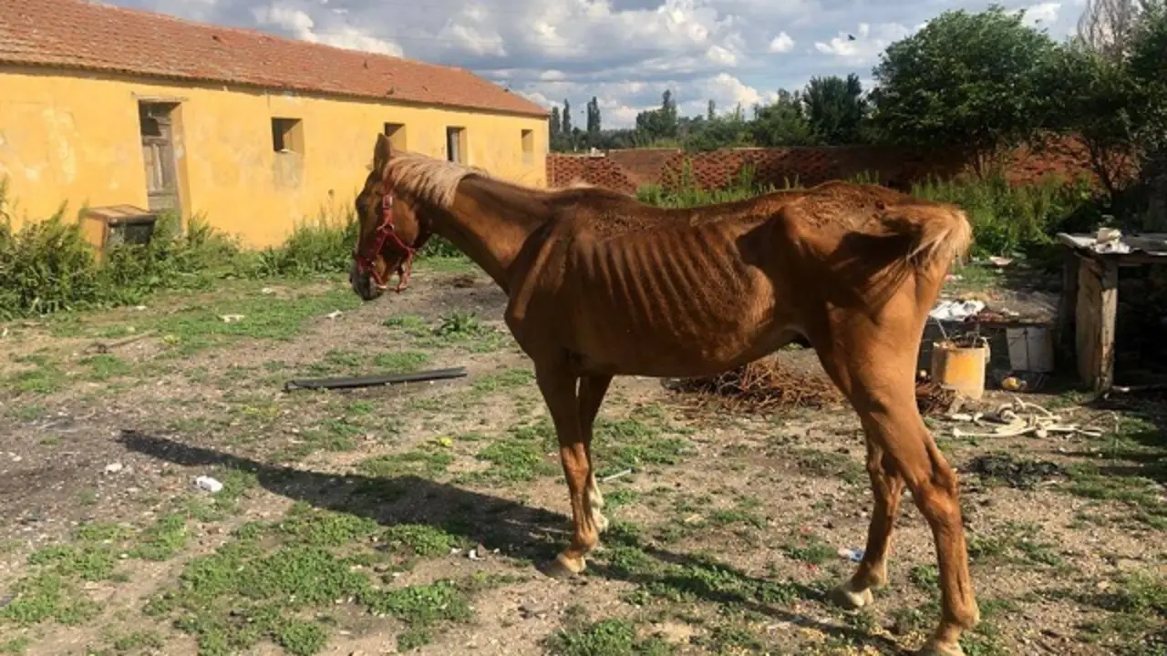 Fuente: Polic&iacute;a Municipal de Valladolid