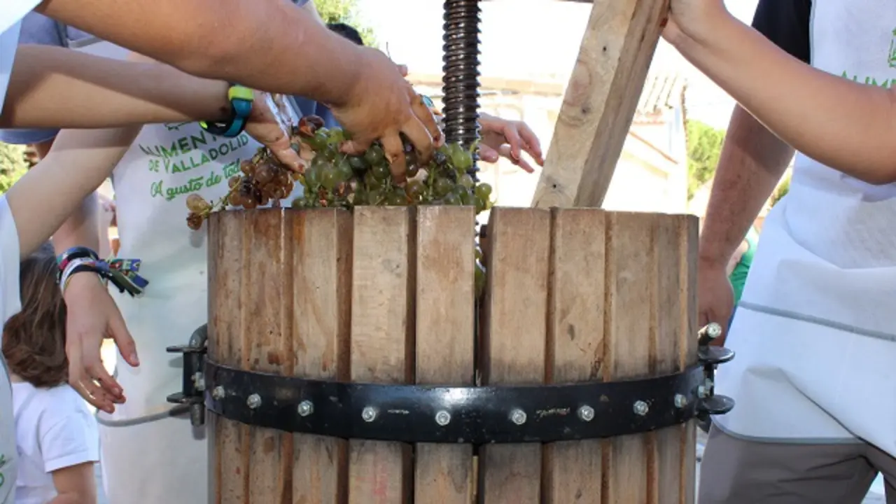 Los más pequeños presan las primeras uvas de la vendimia de La Seca | Valladolid Plural