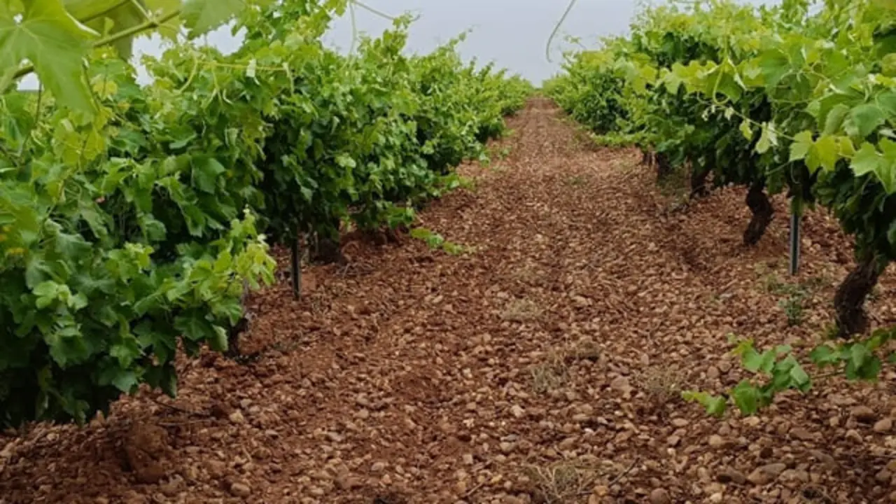 Fuente: Ayuntamiento de La Seca