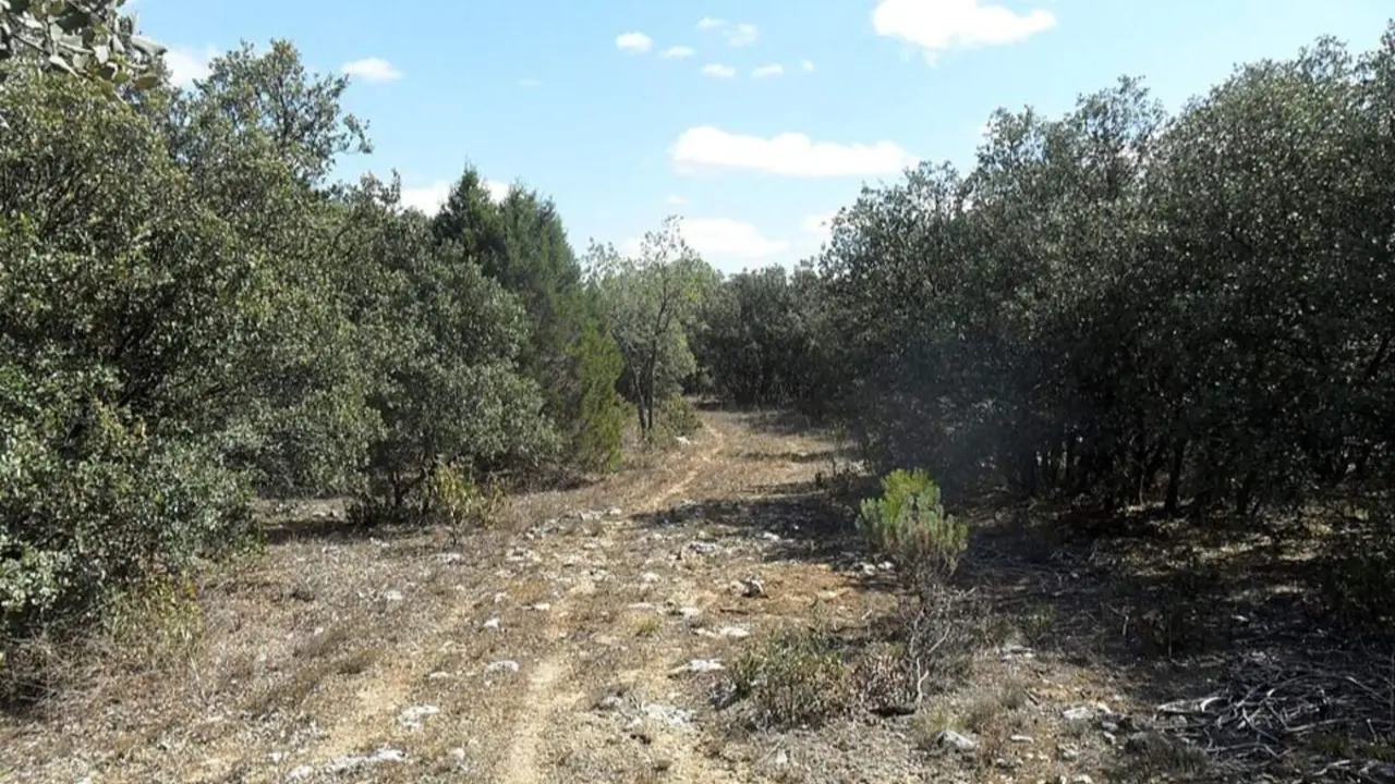 Monte Carrascal Quintanilla de Onesimo provincia de Valladolid matrimonio perdido setas