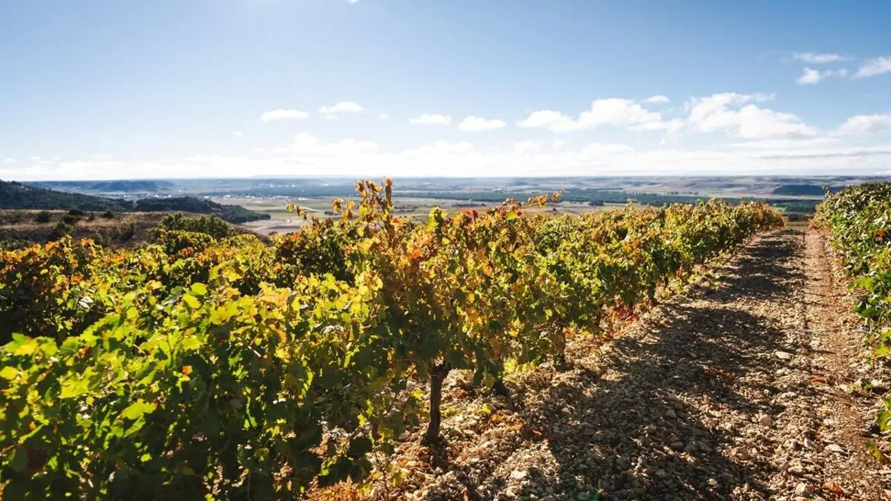 Vinedos Milla de Oro del Vino bodegas turismo provincia Valladolid
