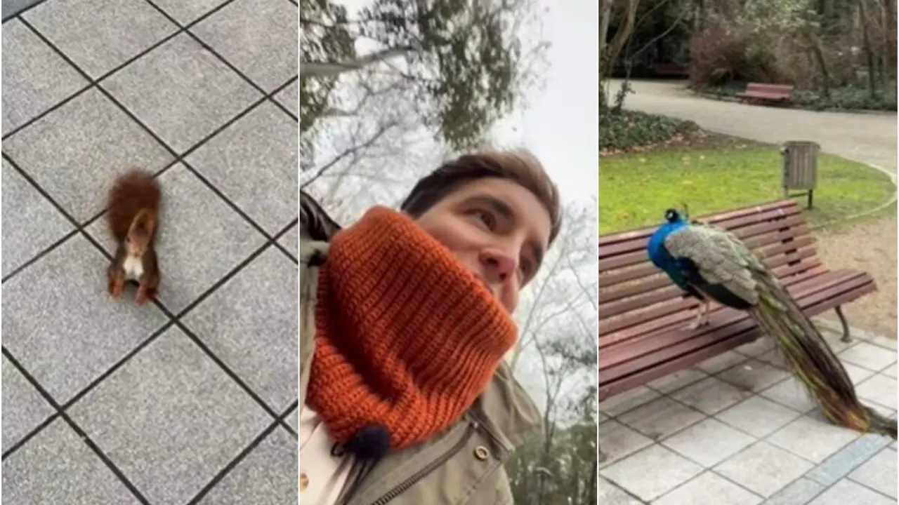 Video Xuso Jones ardillas pavos reales Campo Grande Valladolid