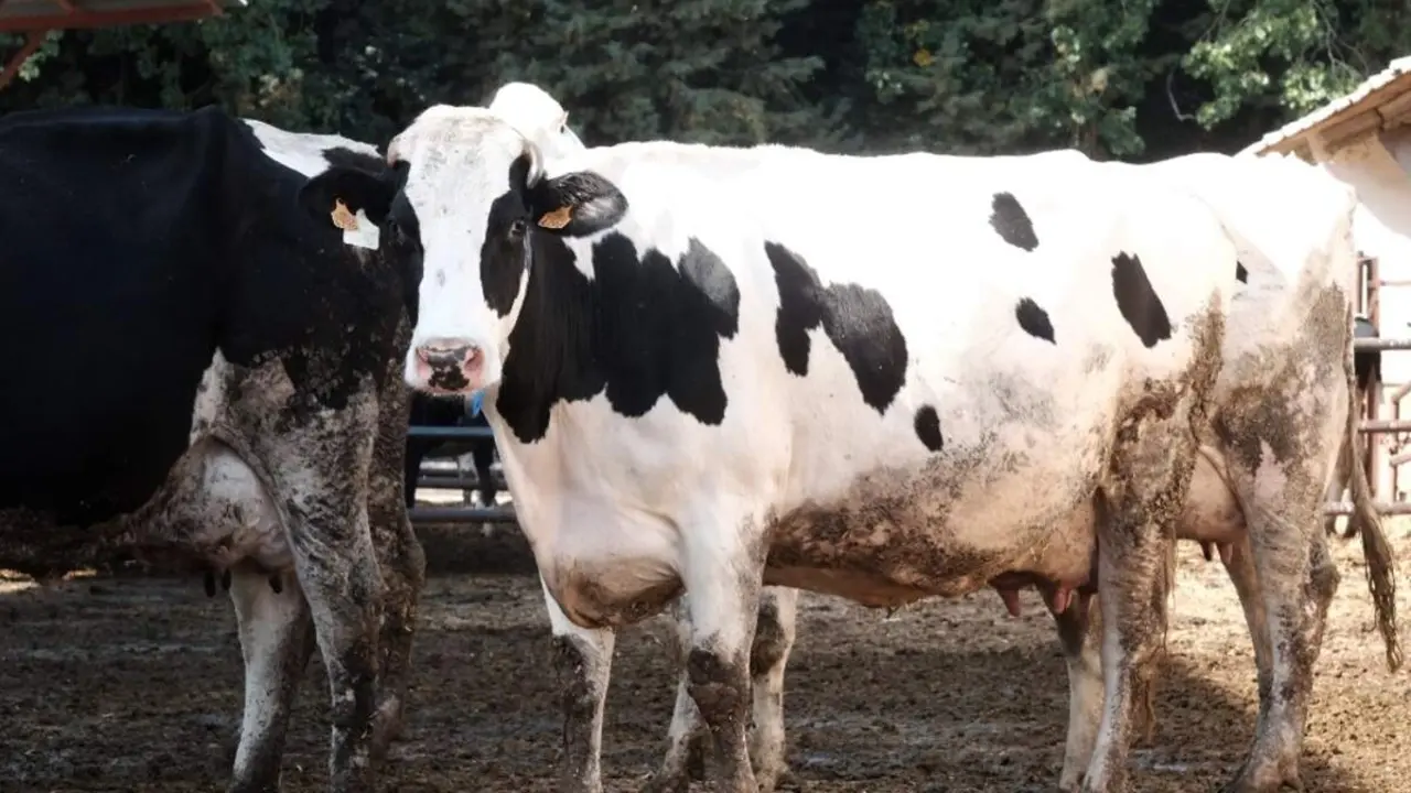 Vacas ganaderia animales granja Castilla y Leon sector primario