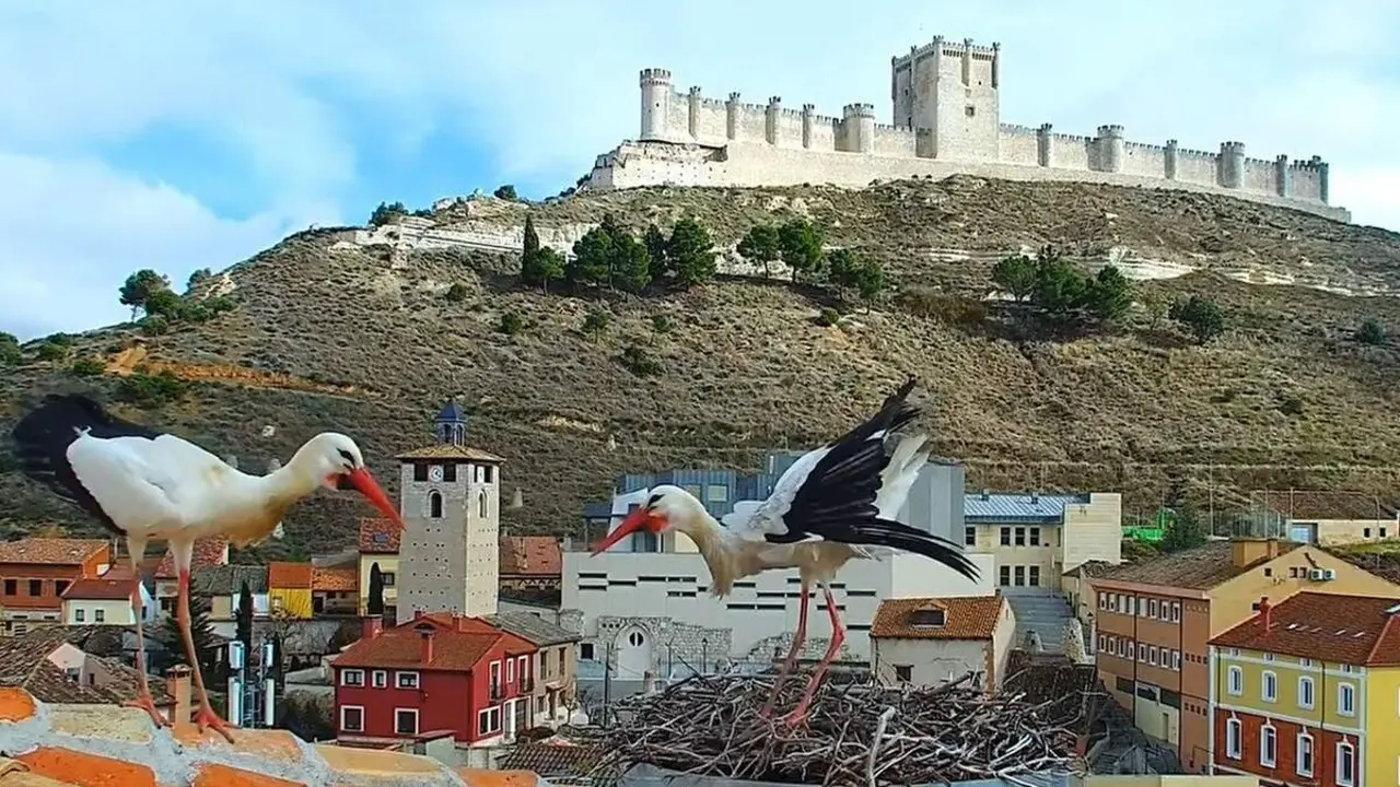 Camara en directo Ciguenas vistas Castillo Penafiel