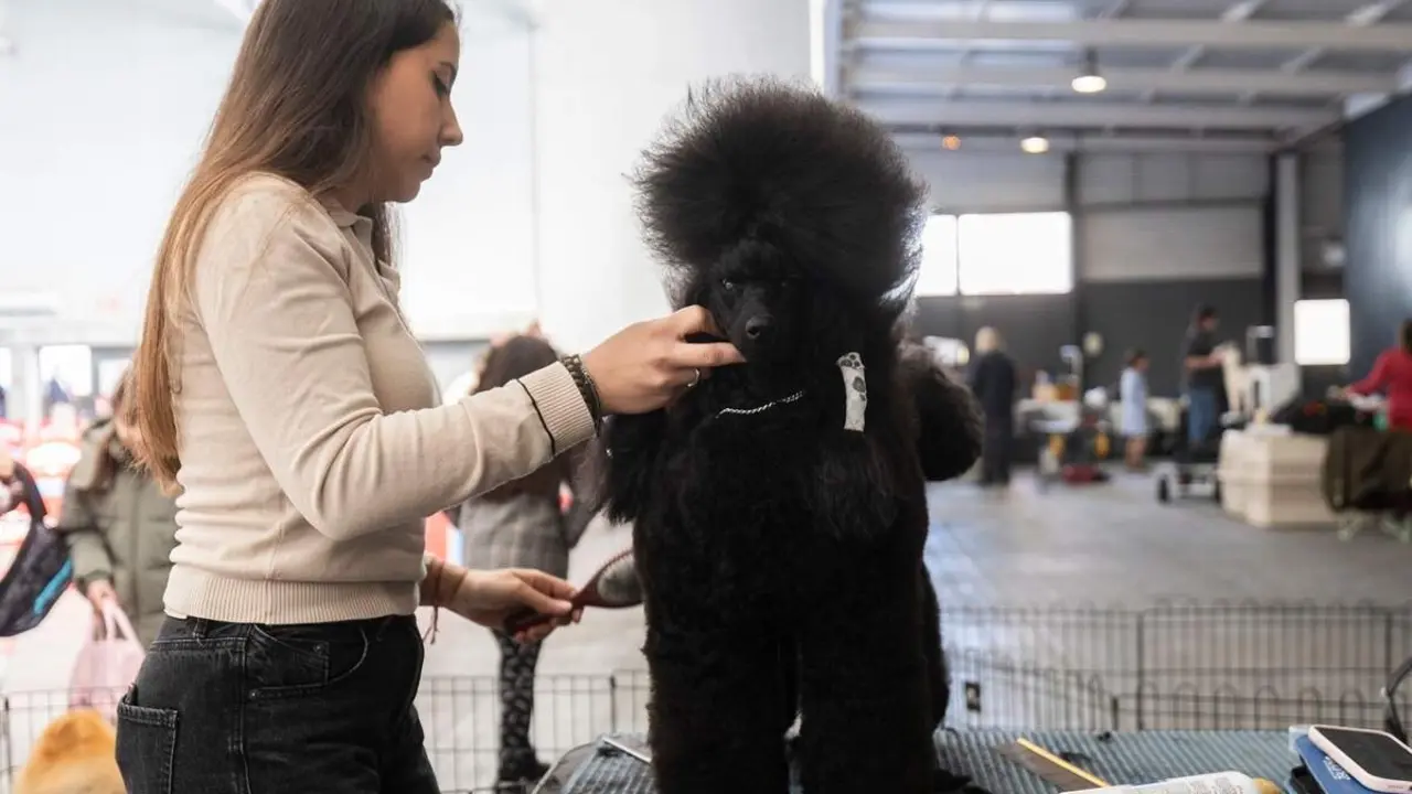 Caniche negro razas internacionales curiosas Fimascota 2026 Feria Valladolid