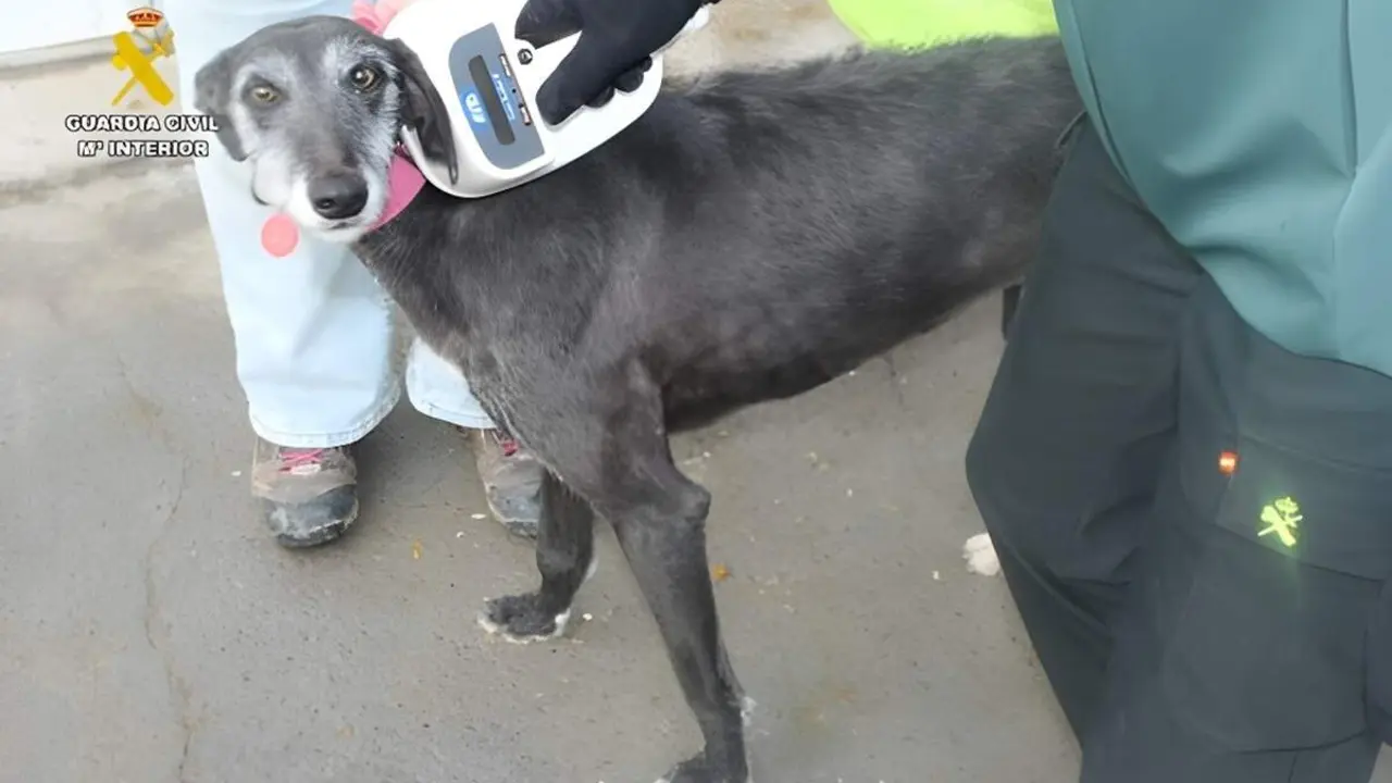 Irregularidades microchips galgos veterinario Valladolid Guardia Civil
