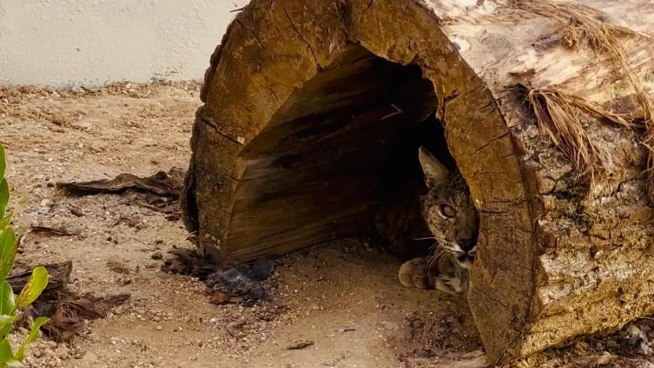 Nuevas mudas cuarentena lince iberico Centro Recuperacion Animales Silvestres Valladolid jcyl