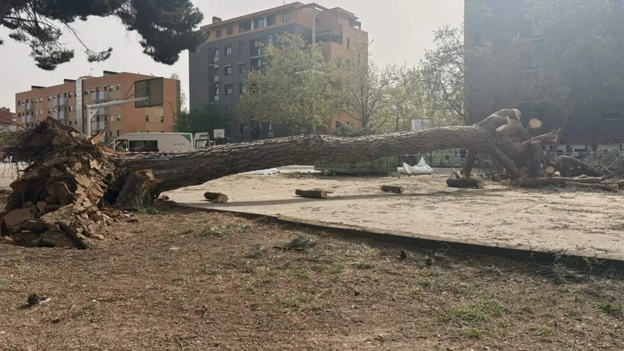 Caida pino grandes dimensiones patio colegio Alonso Berruguete Valladolid