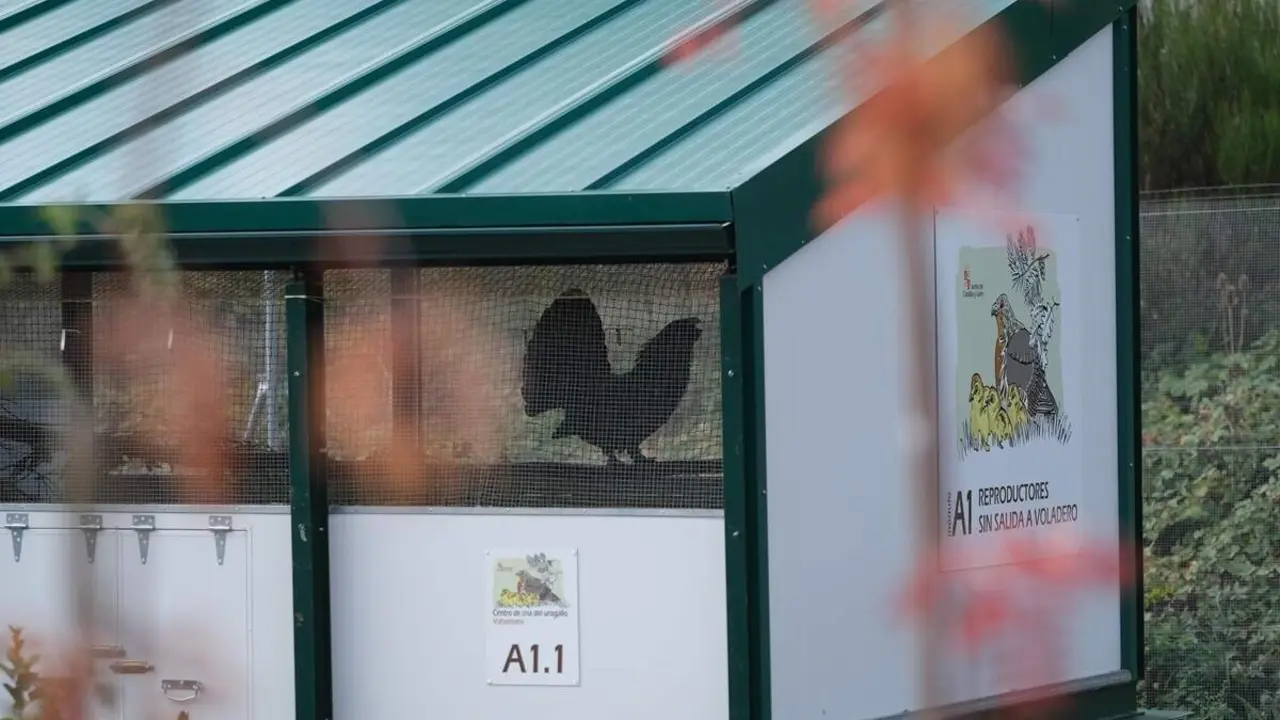 Centro Cria Urogallo Cantabrico finca de Valsemana provincia Leon naturaleza jcyl