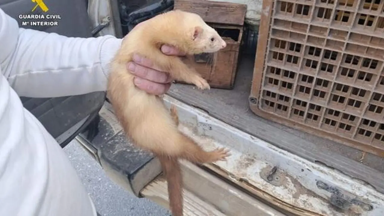 Guardia Civil huron conejos vivos coto de caza Fresno el Viejo