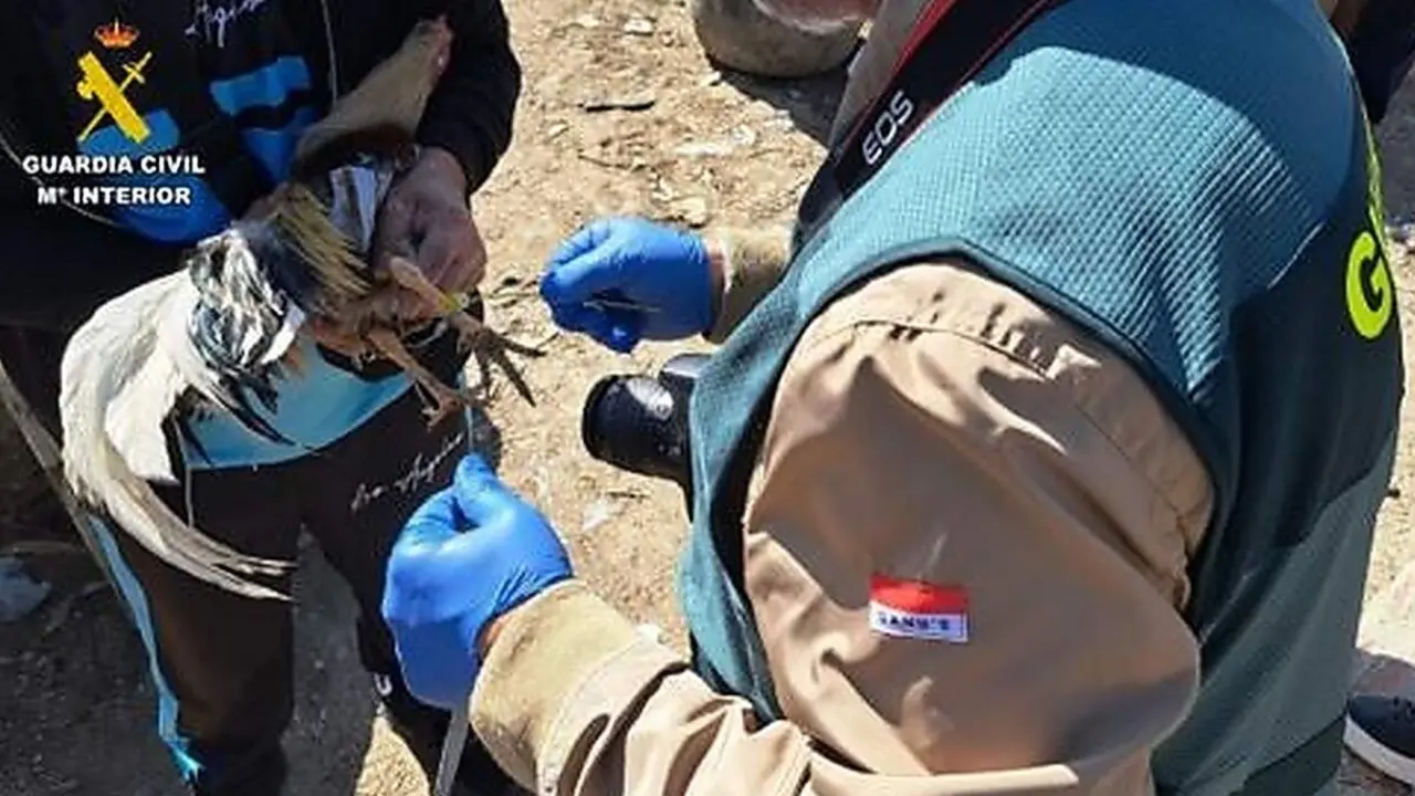 Maltrato animal criadero gallos crestas mutiladas Guardia Civil Valladolid